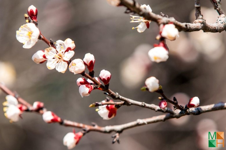 Tranh dán tường trang trí phòng ngủ FW - 311